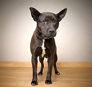 Photo of Velvet D64666