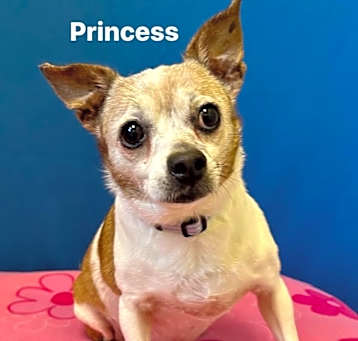 Photo of Princess
