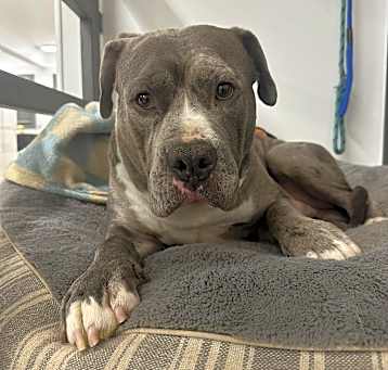 Photo of Bubba