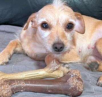 Photo of Sweetie