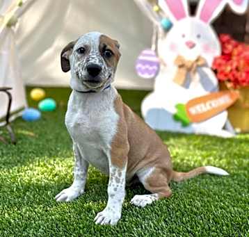 Photo of Bosco