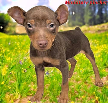Photo of Sherlock