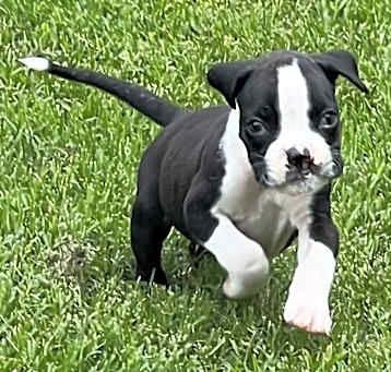 Photo of Remington