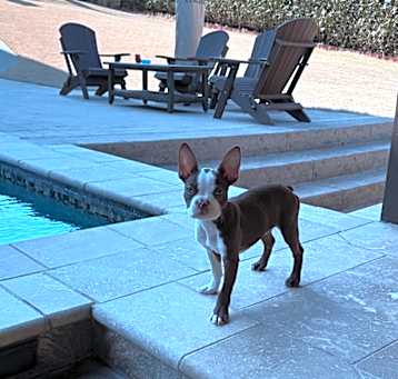 Photo of Buster