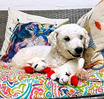 Photo of Lamb Chop