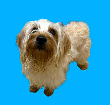 Photo of TUSC-Stray-80373