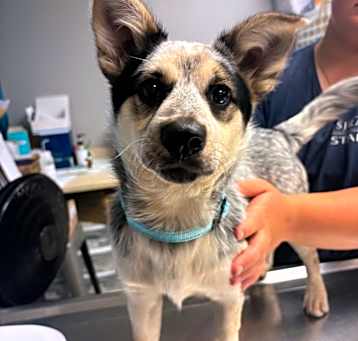 Photo of Indie (In Foster)