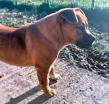 Photo of Ruby