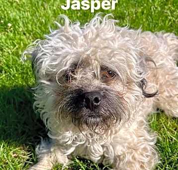 Photo of Jasper