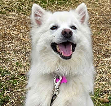 Photo of Benji of MD