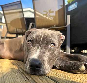 Photo of Ryder