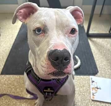 Photo of Lulu
