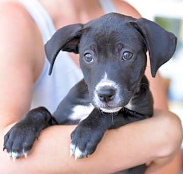 Photo of Pippin