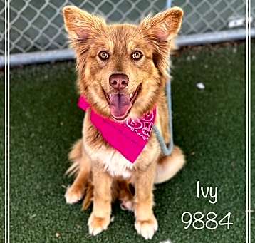 Photo of IVY
