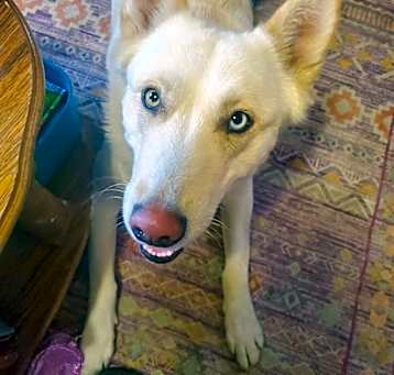 Photo of Lola