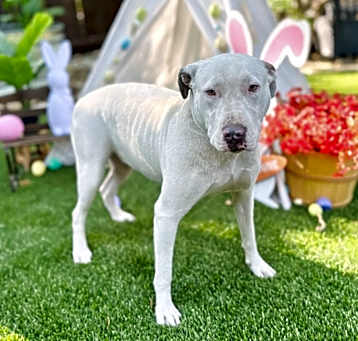Photo of Lady