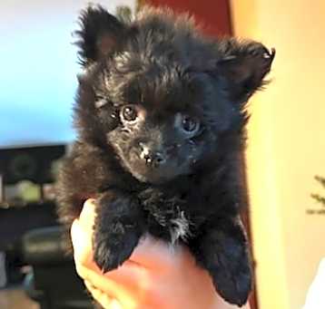 Photo of Dark Chocolate 
