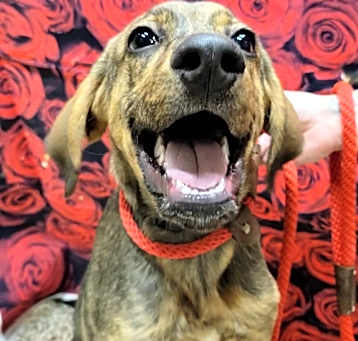Photo of Atticus