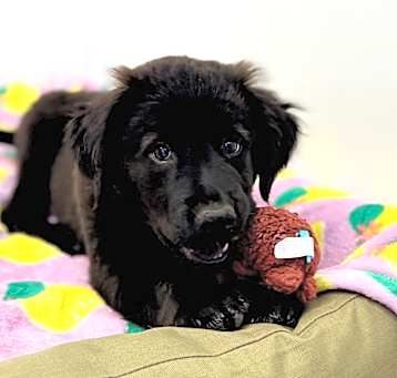 Photo of Scotch