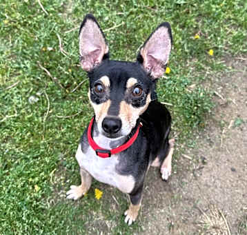 Photo of Dodge