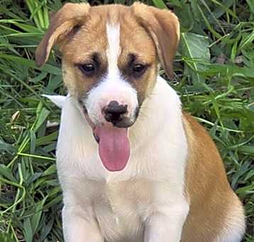 Photo of Pepper