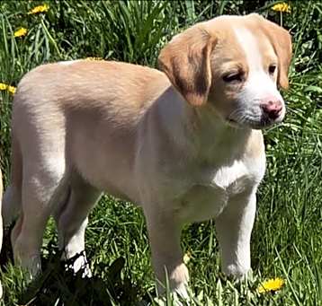 Photo of Lucy 
