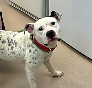 Photo of Banjo