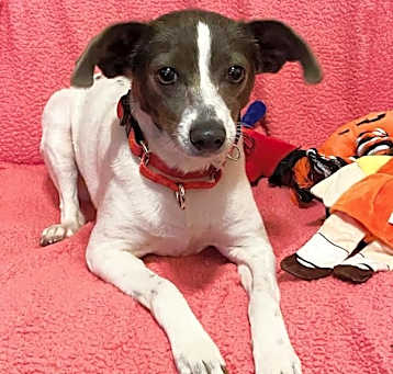 Photo of Ladybird