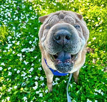 Photo of Mabel