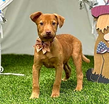 Photo of Arlo