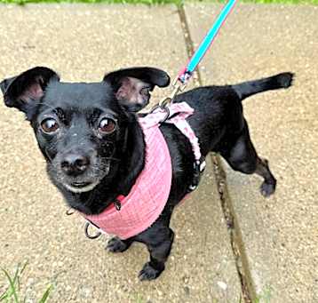 Photo of Chester