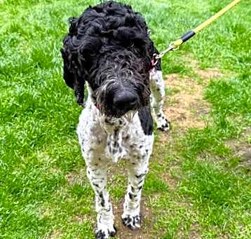 Photo of Lancelot