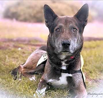 Photo of ARCHIE
