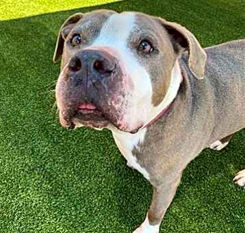 Photo of BLU