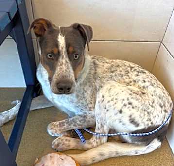 Photo of Banjo