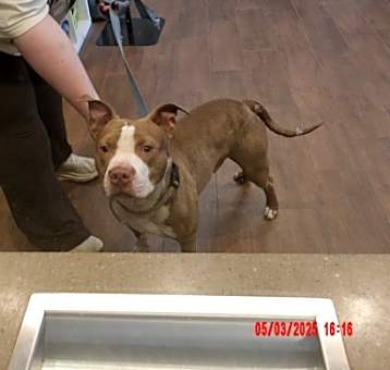 Photo of Scrappy
