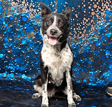 Photo of Coraline