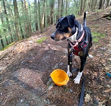 Photo of Tippy