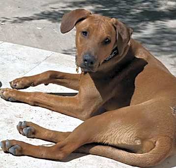 Photo of RED