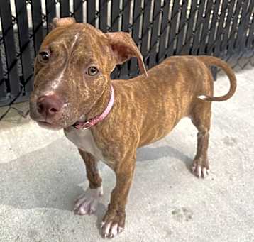 Photo of Nala