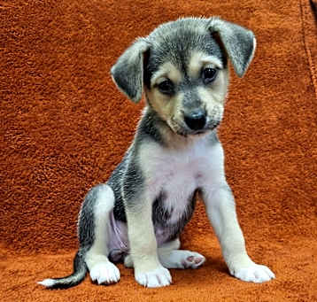 Photo of Athena