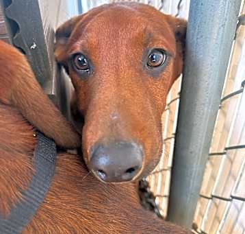 Photo of Panini