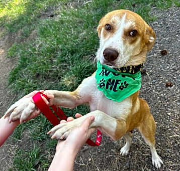 Photo of Tabitha - Sweet, Loving Gal! 