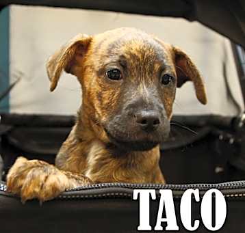 Photo of Taco