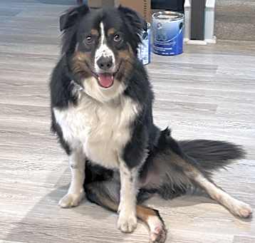 Photo of Blaze