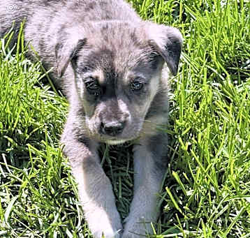Photo of Murphy