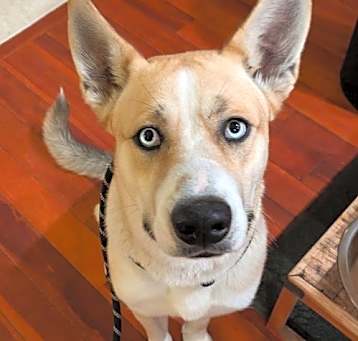 Photo of Astro