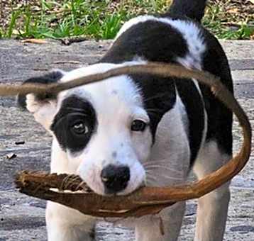 Photo of Cooper (Coop)
