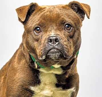 Photo of Rosie