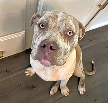 Photo of BEAR